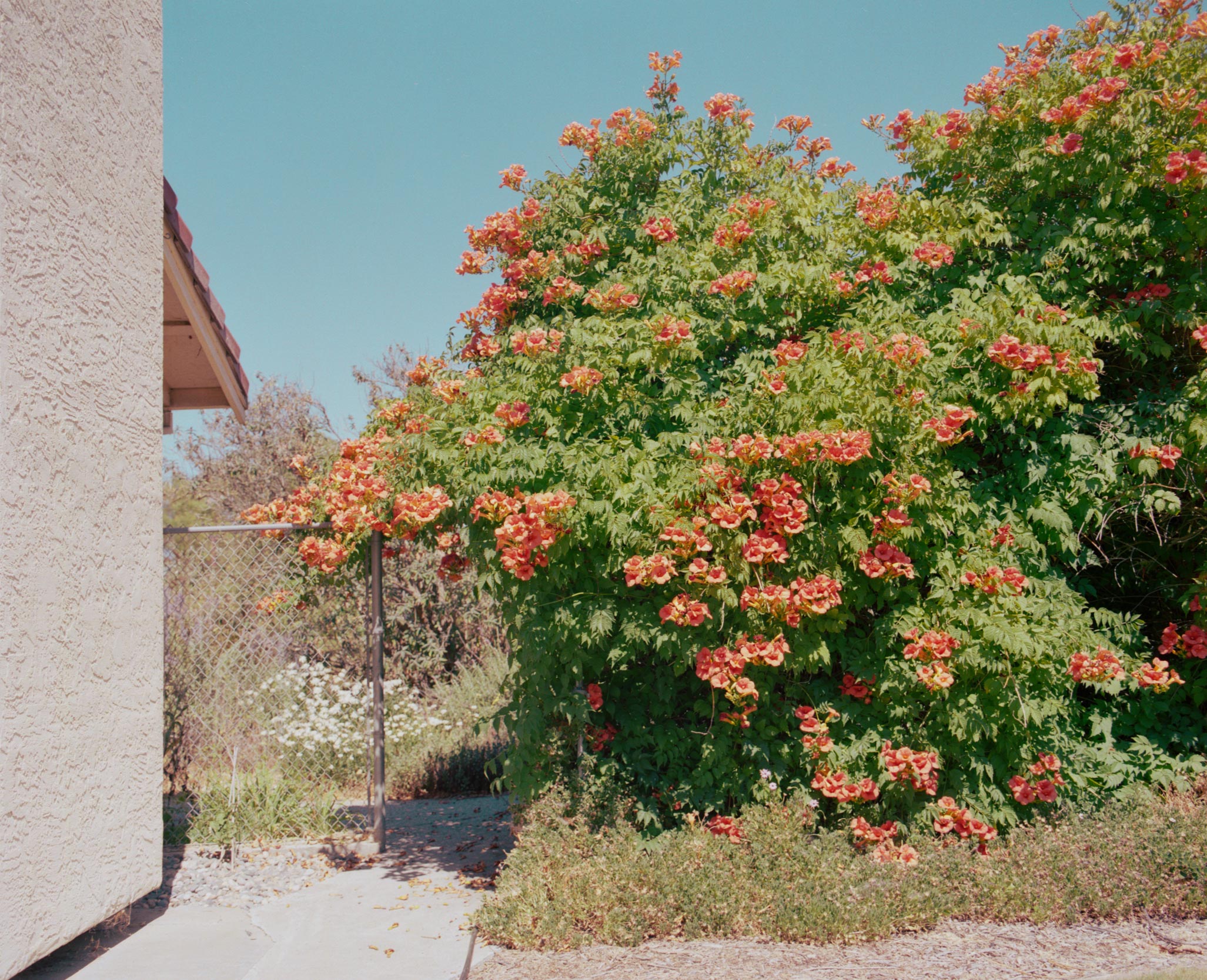 Ein Gartentor mit einem großen blühenden Busch.