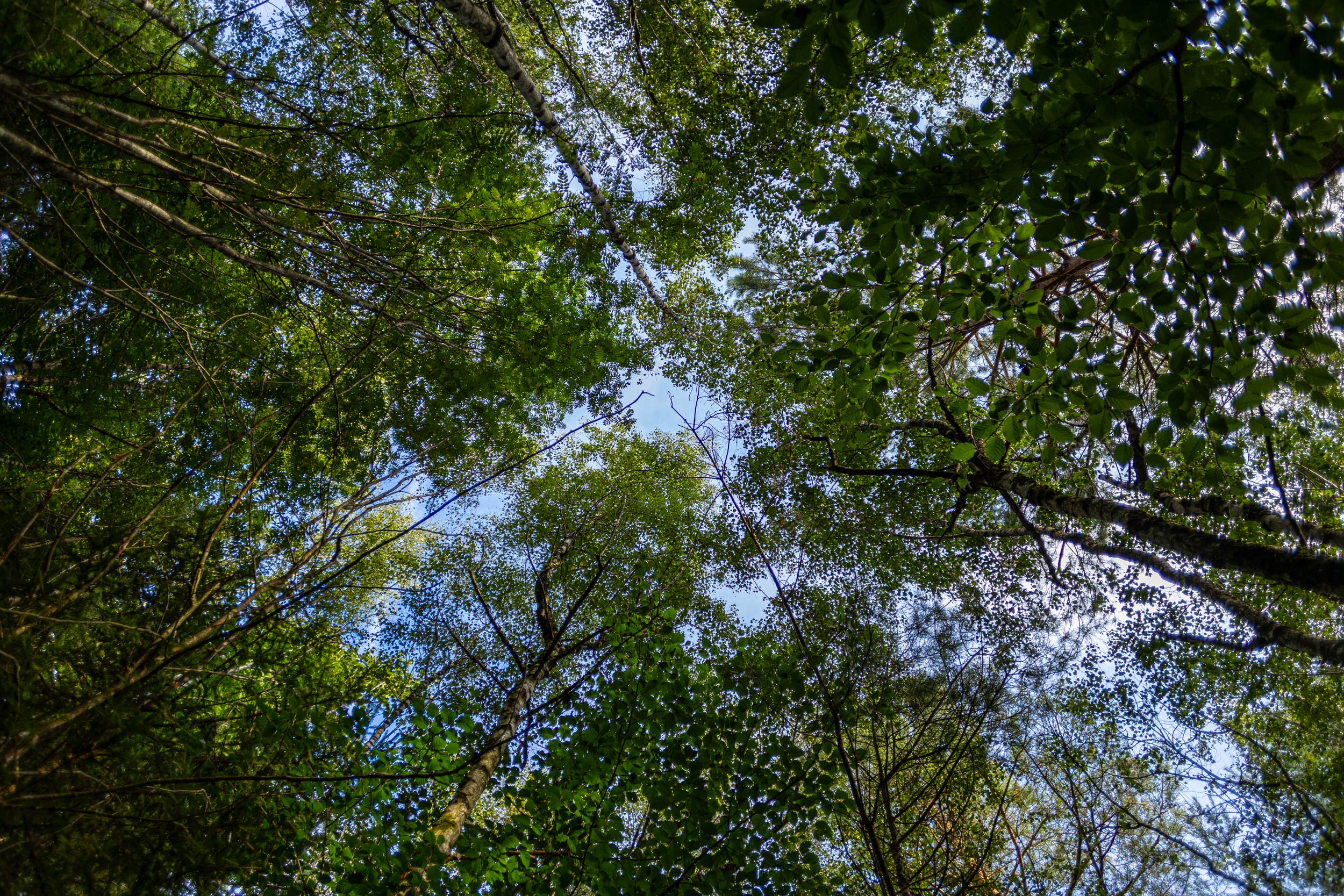 Mit dem Status “UNESCO Biosphärenreservat”, den der Pfälzerwald hat, geht die Einrichtung dreier Zonen mit unterschiedlichem Schutzstatus einher. 16 Kernzonen natürlicher Waldentwicklung machen ca. 3% der Fläche aus. Dort entwickelt sich die Natur völlig frei nach ihren eigenen Gesetzen. Junge Bäume wachsen ohne Pflanzung nach, Holzeinschlag ist untersagt und alte, abgestorbene Bäume werden sich selbst überlassen. (Kernzone Quellgebiet der Wieslauter)