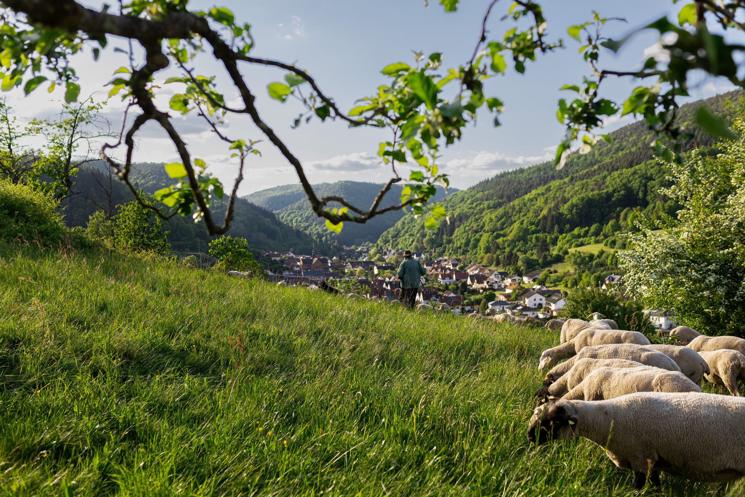 Das Forschungsprojekt “Neue Hirtenwege im Pfälzerwald” hat zum Ziel, die Schäferei im Pfälzerwald zu etablieren und diese ökologisch sinnvoll, wirtschaftlich tragfähig und gesellschaftlich akzeptiert zu gestalten. Dabei geht es unter anderem um den Beitrag der Tiere zum Naturschutz, die Förderung der Artenvielfalt, bessere Arbeits- und Einkommensbedingungen für Hirten sowie Lösungen für den Umgang mit dem Wolf oder Luchs. (Eußerthal)