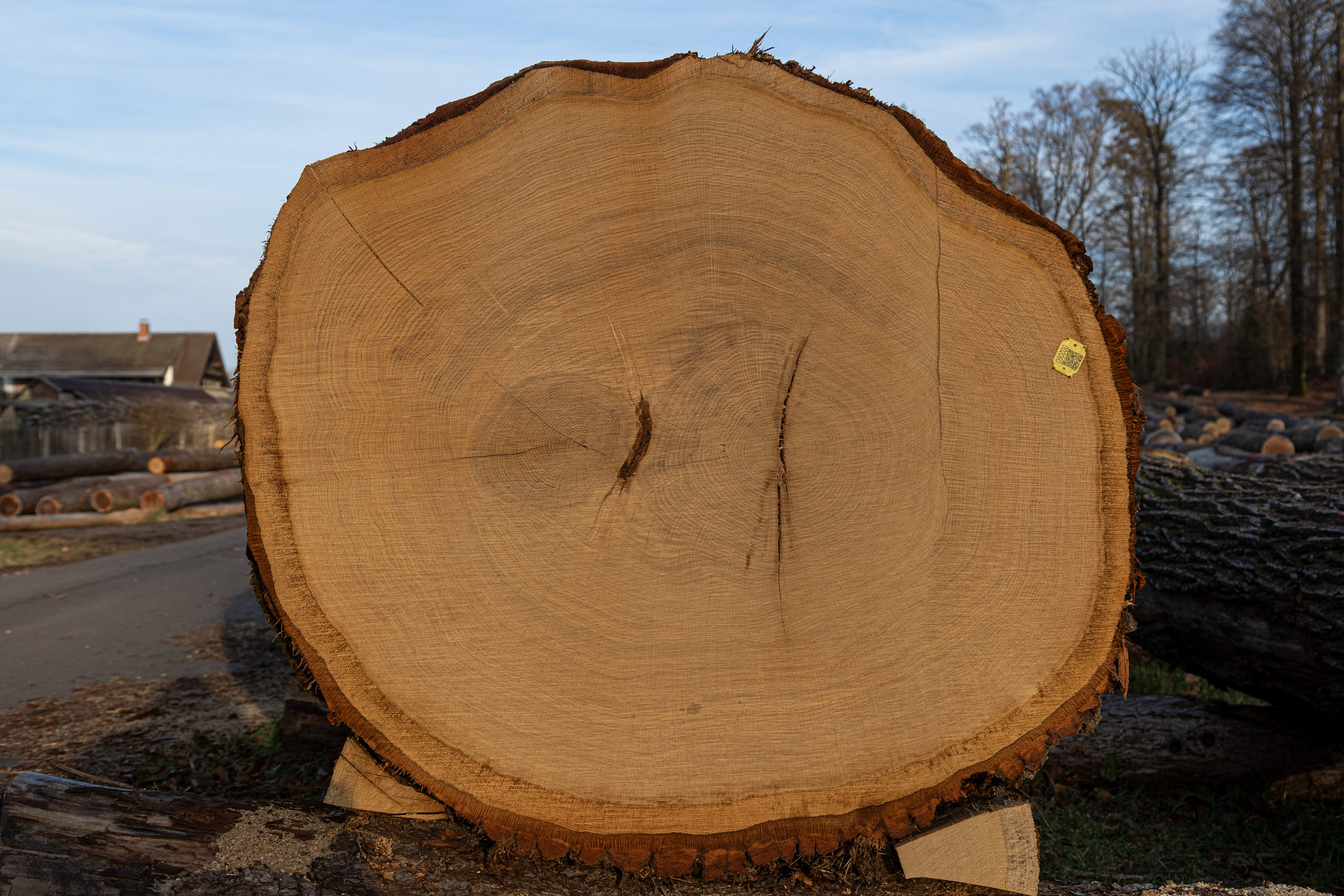 Eichenholz aus dem Pfälzerwald ist weltweit begehrt und erzielt hohe Preise. Bietende aus den Verwertungsbereichen Furnier, Fassholz und Sägerholz haben vorab die Möglichkeit, die Qualität des Holzes auf einem Wertholzlagerplatz zu begutachten. Festmeterpreise für Traubeneichen können sich durchaus bei 3000,00 € bewegen. Der breiten Öffentlichkeit ist es nicht möglich zu bieten. (Wertholzlagerplatz Johanniskreuz)