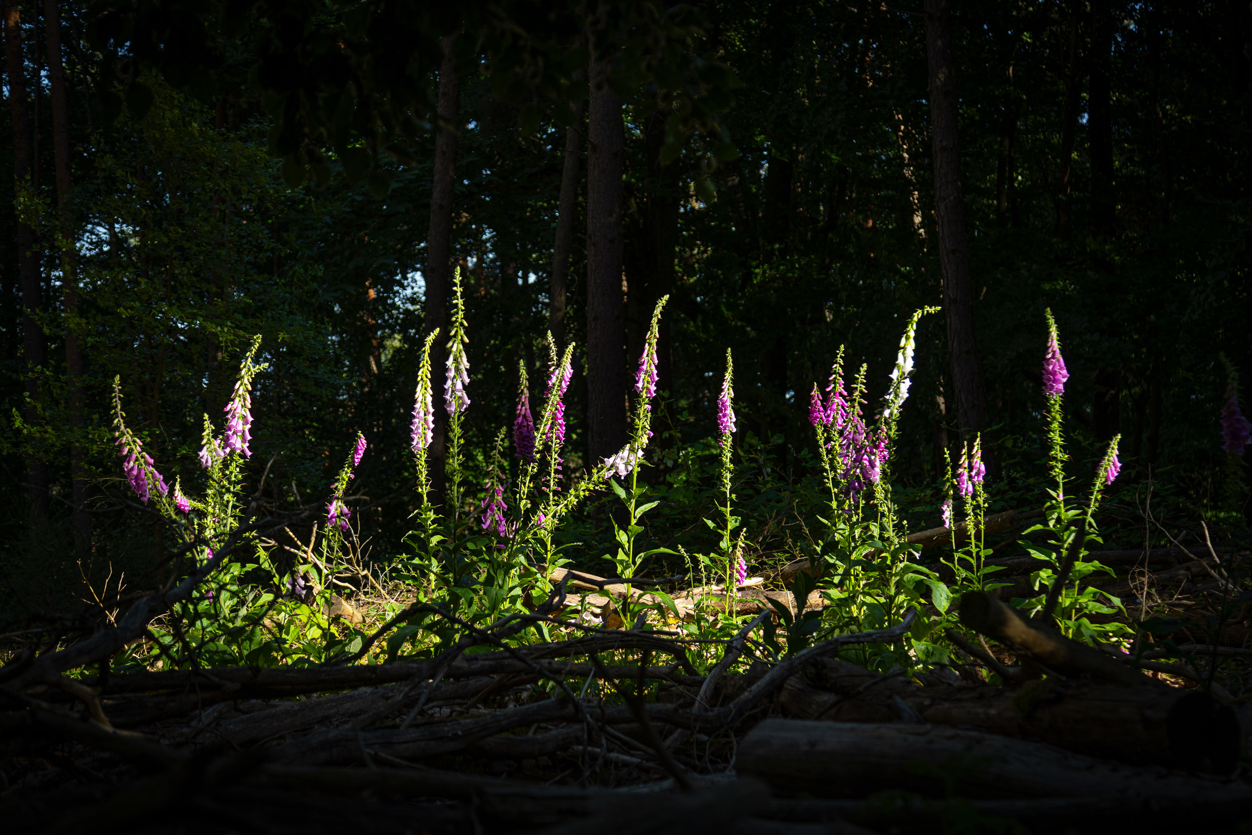 Der Rote Fingerhut (Digitalis purpurea) gehört zu den heimischen, besonders giftigen Pflanzen. Er bevorzugt kalkarme, leicht saure Böden und fühlt sich somit auf den Buntsandsteinböden des Pfälzerwaldes sehr wohl. Sein Vorkommen kann darauf hindeuten, dass der Wald eine abwechslungsreiche Struktur mit sonnigen Lichtungen aufweist – etwas, das vielen Pflanzen- und Tierarten generell zugutekommt. Für Naturschützer ist der Fingerhut ein Symbol der Artenvielfalt im Waldökosystem. Viele Förster fördern zwar heute gezielt strukturreiche Mischwälder mit Lichtungen, Totholz und einer vielfältigen Flora, doch die Interessen der Forstwirtschaft führen oft zu Konflikten mit Naturschützern und erfordern Kompromissbereitschaft beider Seiten. (Bergstein)