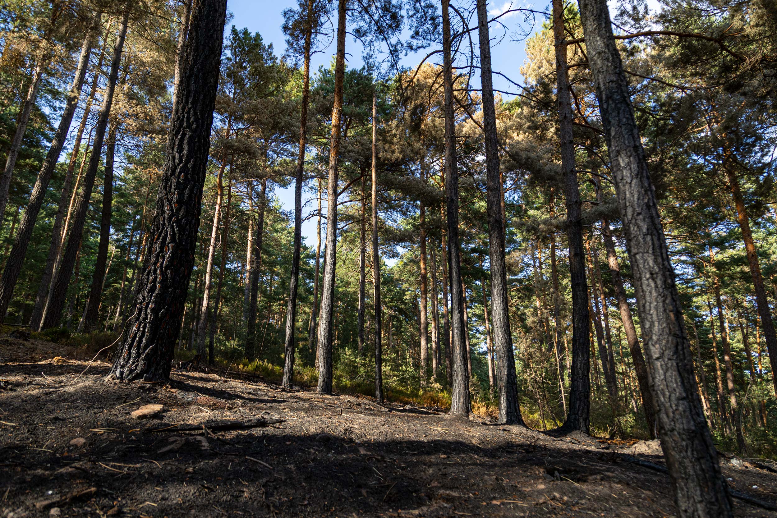 Waldbrände im Pfälzerwald passieren öfter als man vermutet. Meistens sind leichtsinnige Waldbesucher die Verursacher. Der Waldbrand Anfang Juli 2025 im Revier Ganerben gilt aufgrund seiner Ausbreitung auf über einen Hektar als als verhältnismäßig groß. Das trockene Holz und der Harz der Kiefern ist besonders schnell brennbar. Die Ursache des Brandes wurde bislang nicht öffentlich kommuniziert. (Revier Ganerben)