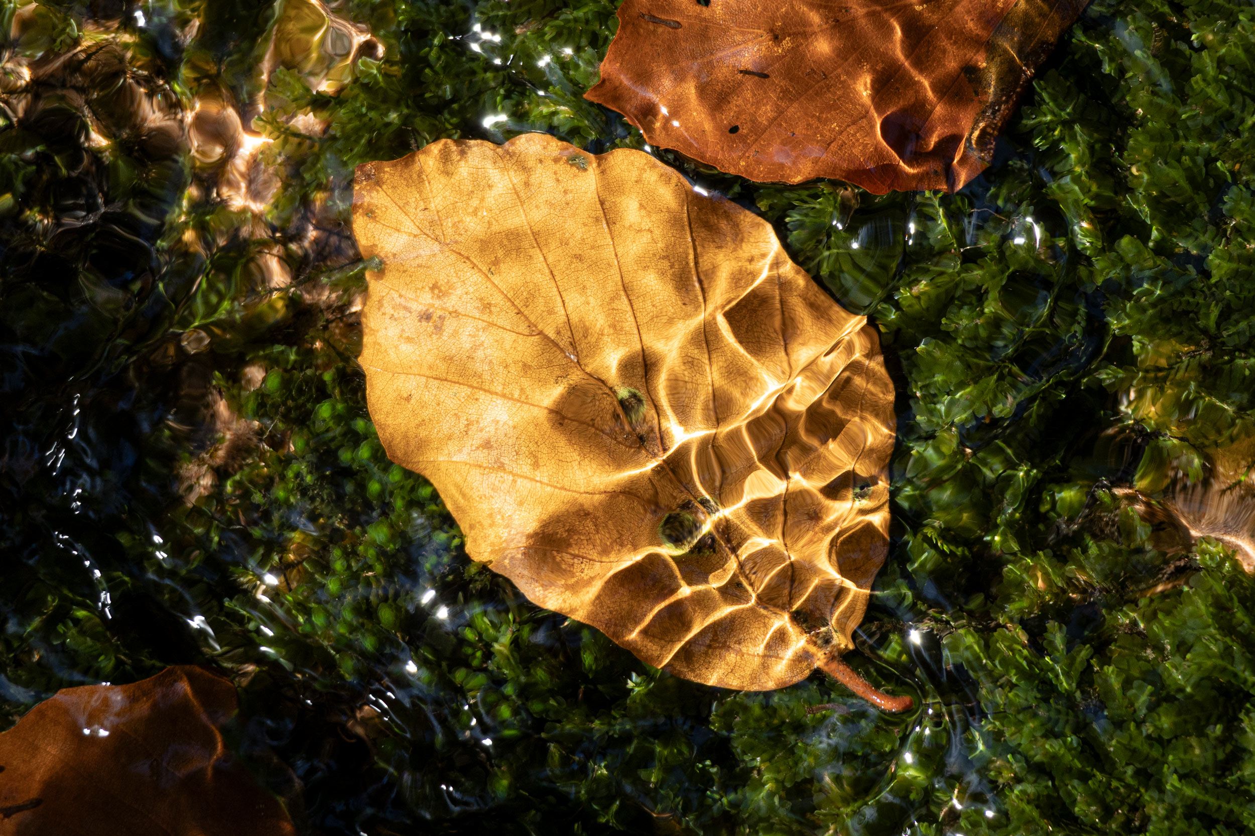 kaempfen-fuer-die-baeume-alinewyrwich-image-50